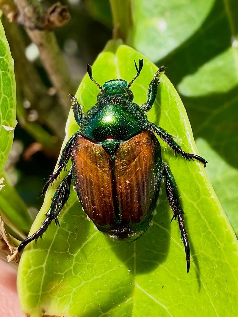 How Japanese Beetles Damage Your Rose Plants How Japanese Beetles Damage Your Rose Plants
