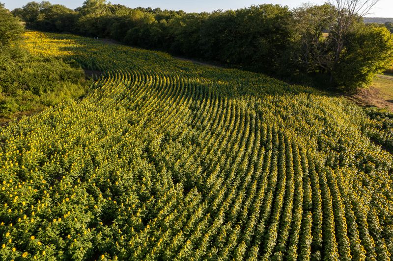 How Kansas Climate Shapes Your Planting Window