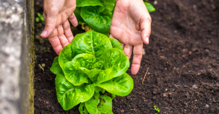 How Michigan Gardeners Can Keep Lettuce From Bolting Too Soon