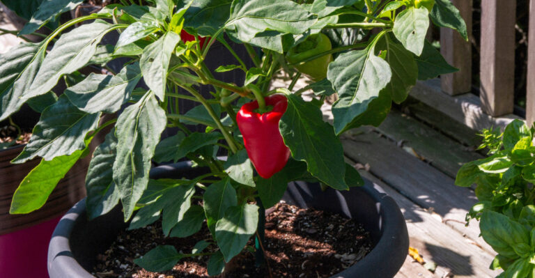 pepper plant red
