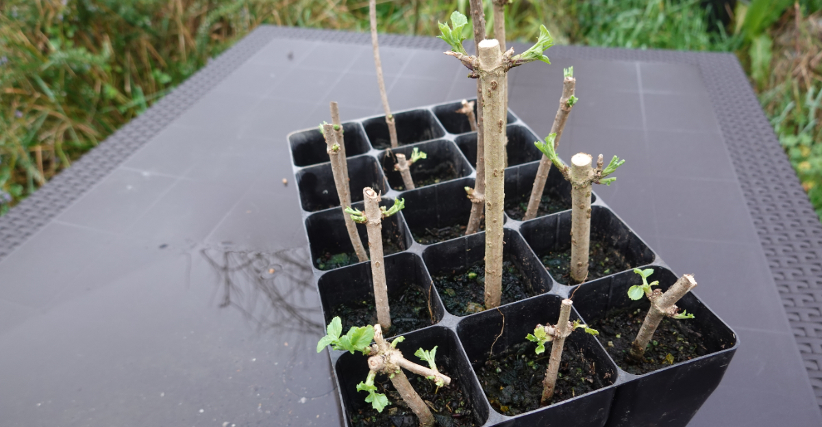 stem cutting propagation