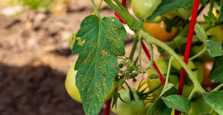 leaf spot
