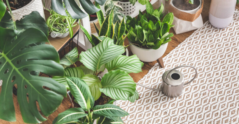 indoor houseplants
