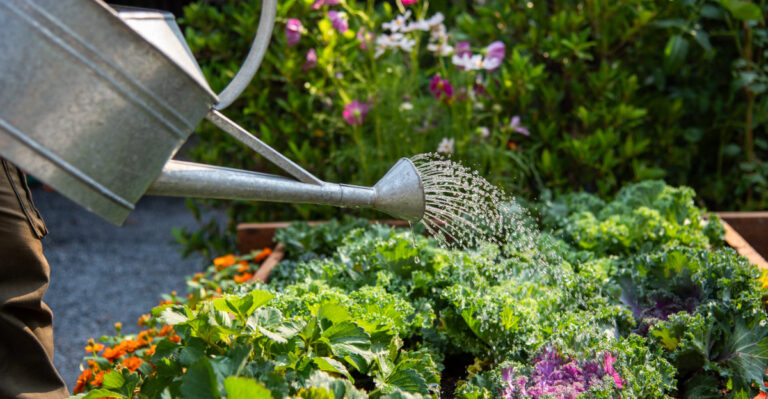 How Minnesota Gardeners Are Watering Less, And Growing More This Summer