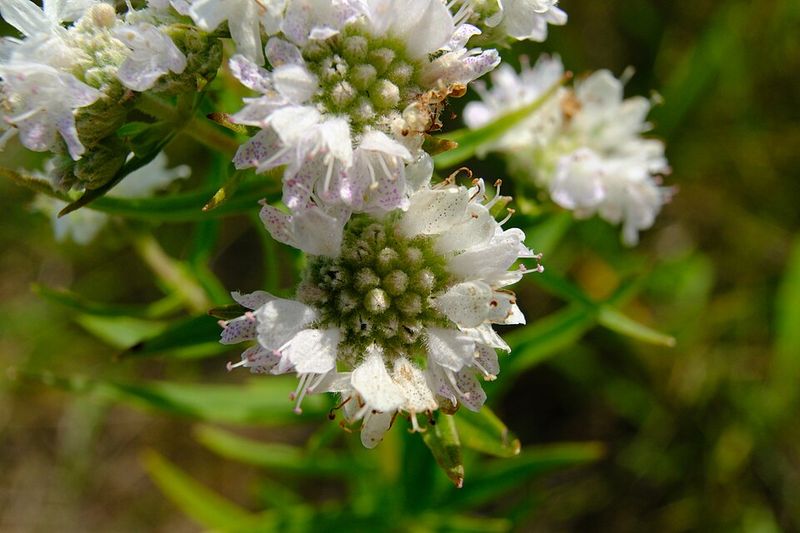 How Mountain Mint Compares To Other Common Deer And Tick-Repelling Plants