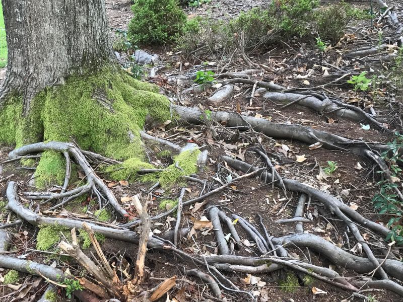 How Much Mulch Florida Beds Really Need Before It Becomes A Problem How Much Mulch Florida Beds Really Need Before It Becomes A Problem