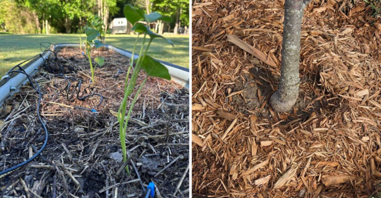 How Much Mulch Florida Beds Really Need Before It Becomes A Problem