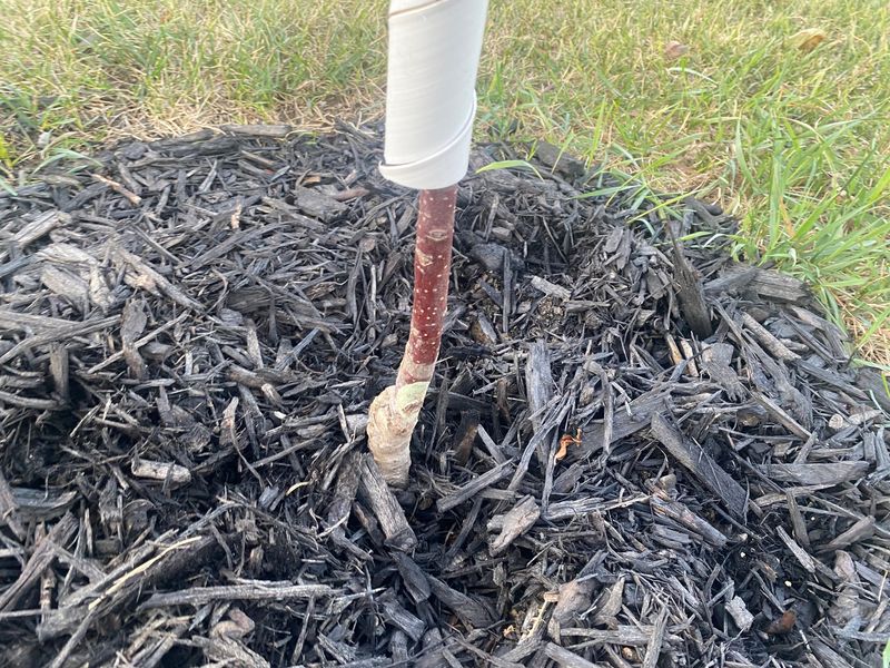 How Much Mulch Is Actually Enough For Most Florida Beds How Much Mulch Is Actually Enough For Most Florida Beds