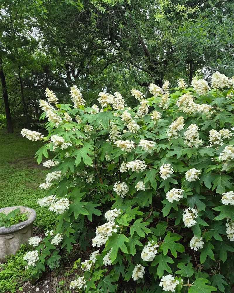 How Much Mulch Is Actually Enough For Oakleaf Hydrangeas How Much Mulch Is Actually Enough For Oakleaf Hydrangeas