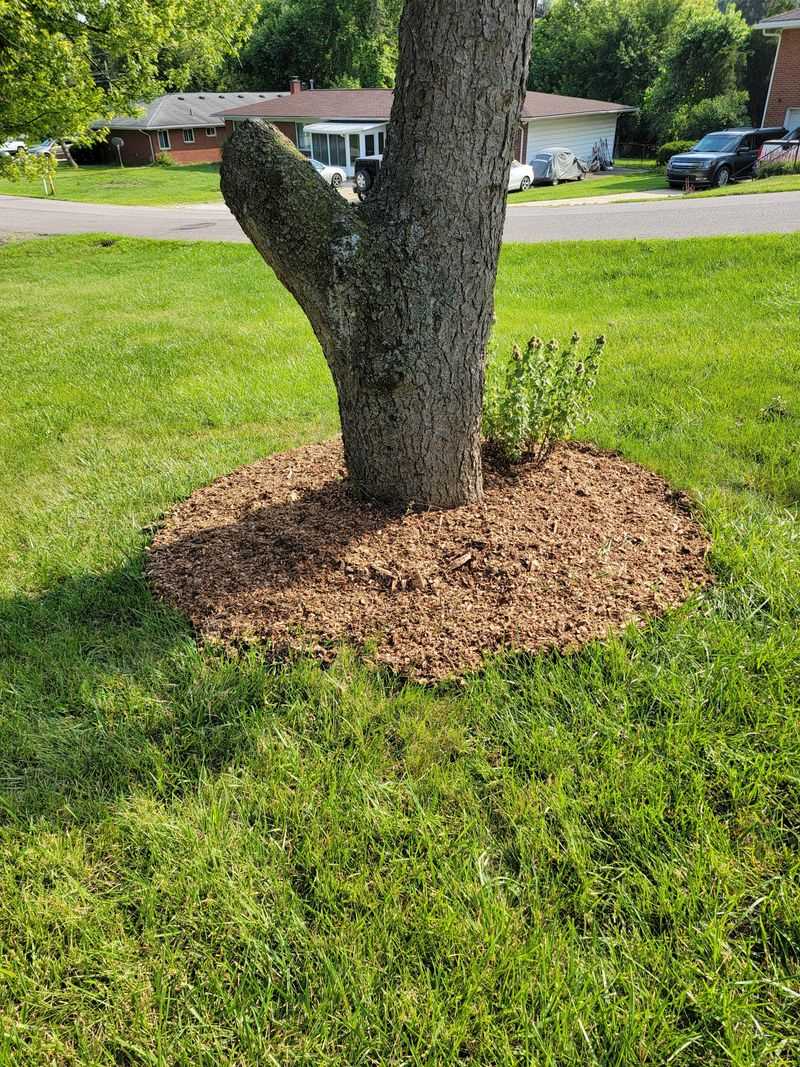 How Much Mulch Is Too Much When It Sits Against Tree Trunks How Much Mulch Is Too Much When It Sits Against Tree Trunks