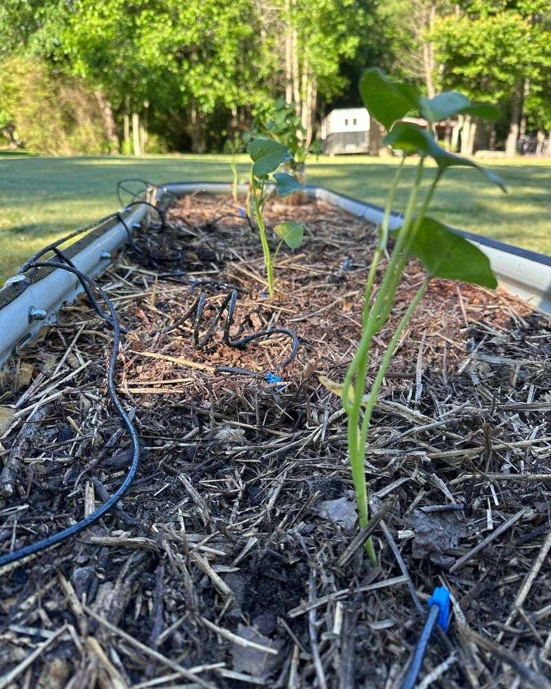 How Much Mulch Young Plants And Tender Stems Can Actually Handle How Much Mulch Young Plants And Tender Stems Can Actually Handle