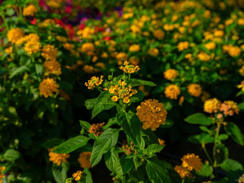 How Much Sun Lantana Needs To Bloom How Much Sun Lantana Needs To Bloom