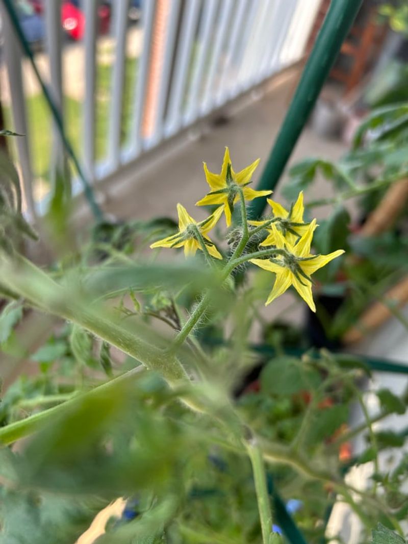 How New Jersey Summers Push Tomatoes Past Their Comfort Zone How New Jersey Summers Push Tomatoes Past Their Comfort Zone