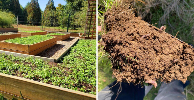 How North Carolina Clay Soil Can Benefit Your Garden