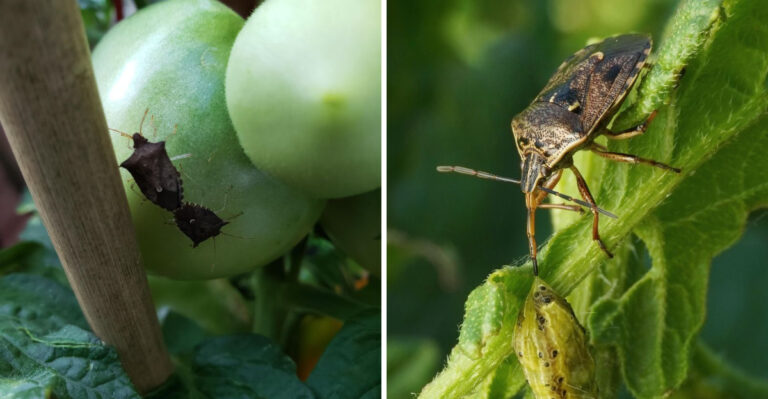 How North Carolina Gardeners Keep Stink Bugs From Taking Over Summer Crops