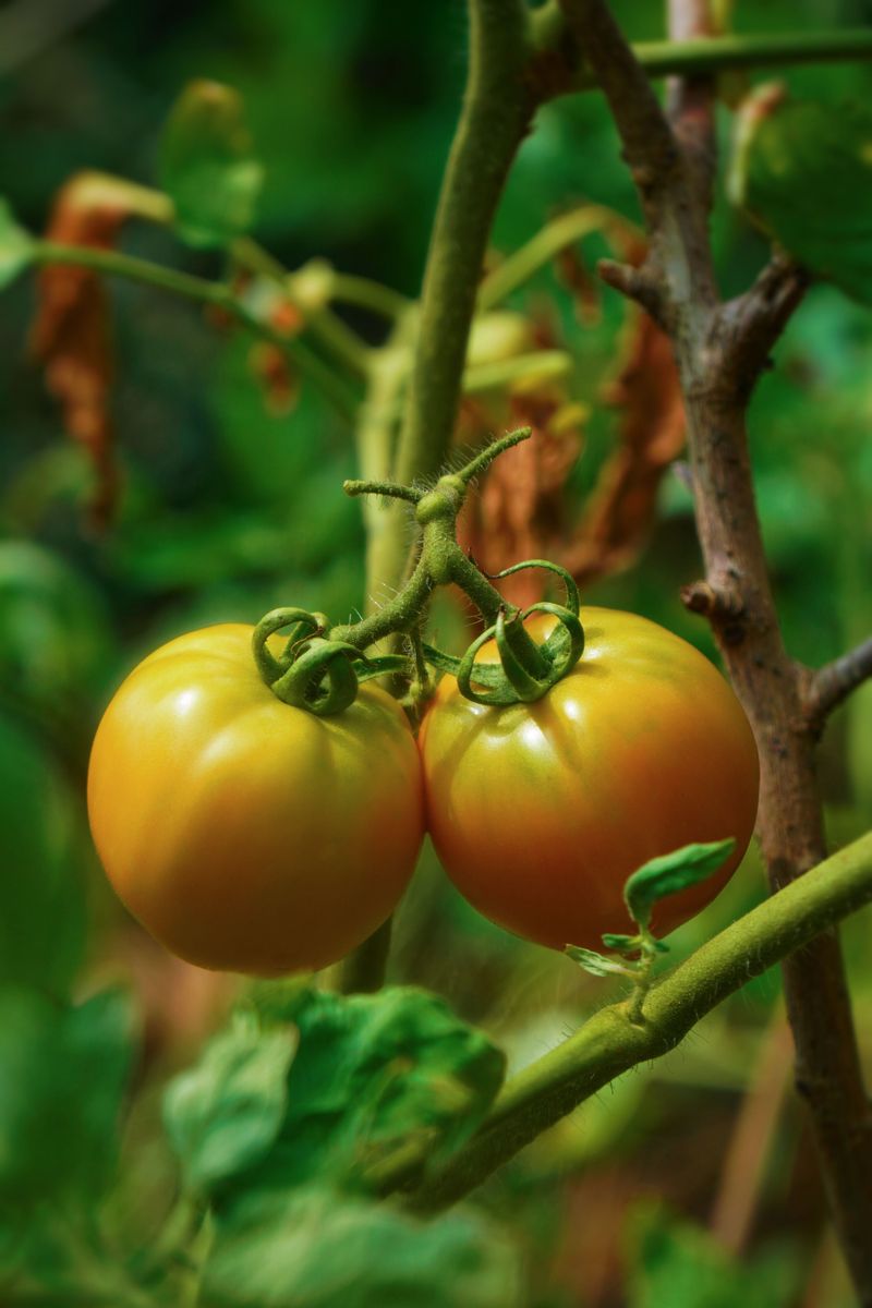How Nutrient Deficiencies Show Up On Tomato Plants How Nutrient Deficiencies Show Up On Tomato Plants