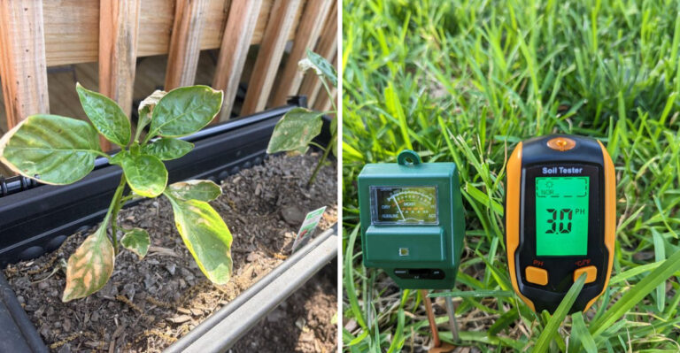 How Often California Gardeners Should Water New Plants In Their First Year