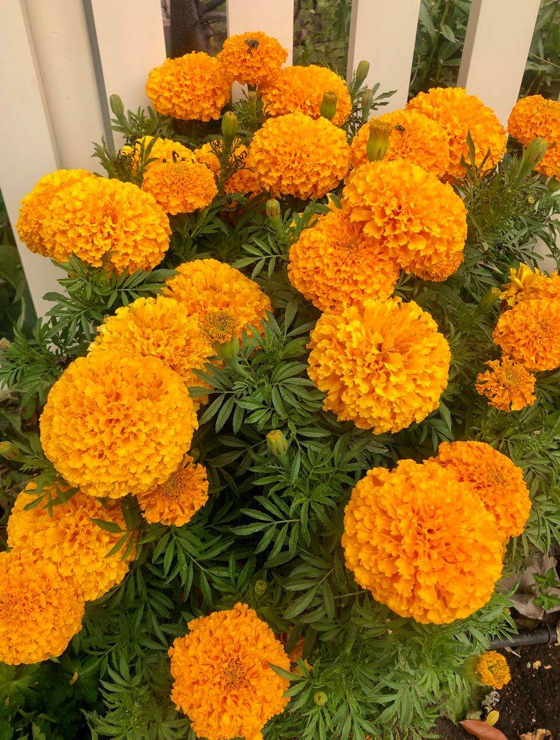 How Often To Water Marigolds In Tennessee How Often To Water Marigolds In Tennessee