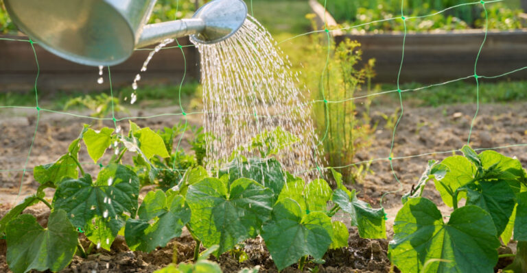 How Oregon Gardeners Should Water Cucumbers In July To Prevent Bitter Fruit