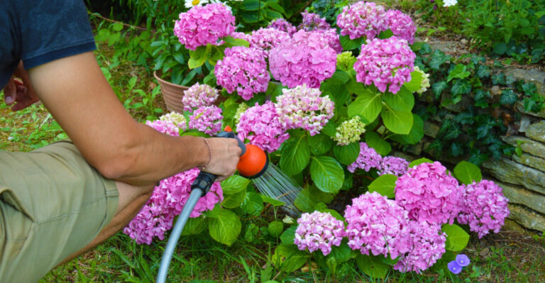 How Oregon Gardeners Should Water Hydrangeas During Dry Summer Weeks