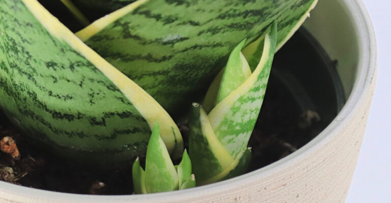 How Oregon Growers Get Snake Plants To Produce Pups Everywhere