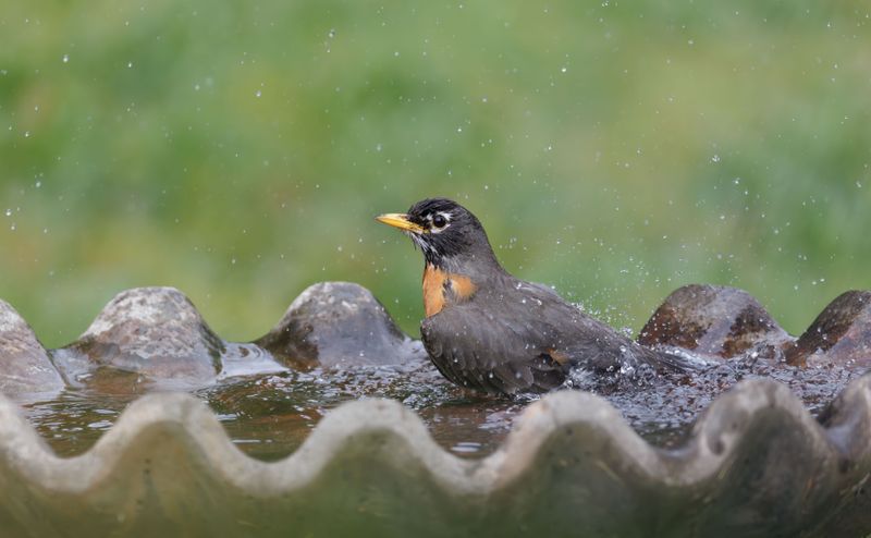 How Overheated Water Sends Birds Looking Elsewhere