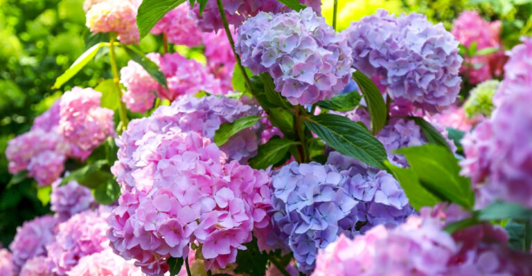 How Pennsylvania Gardeners Can Get More Hydrangea Blooms With These 8 Expert Tips