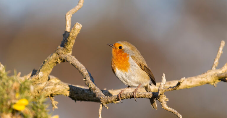 Image Credit: © Erni / Shutterstock