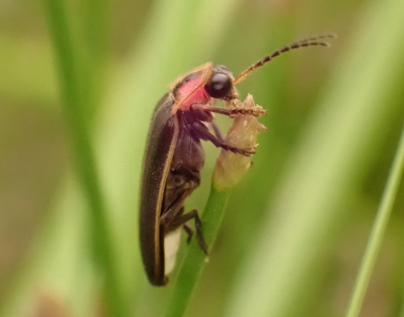 How Pennsylvania Sedge Supports Firefly Life How Pennsylvania Sedge Supports Firefly Life