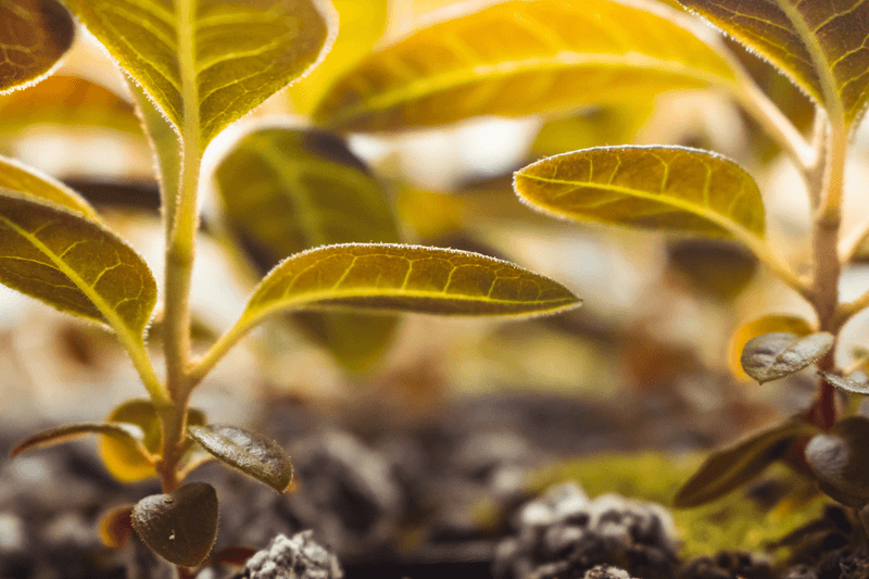 How Radiant Heat Creates Extreme Stress Around Plants
