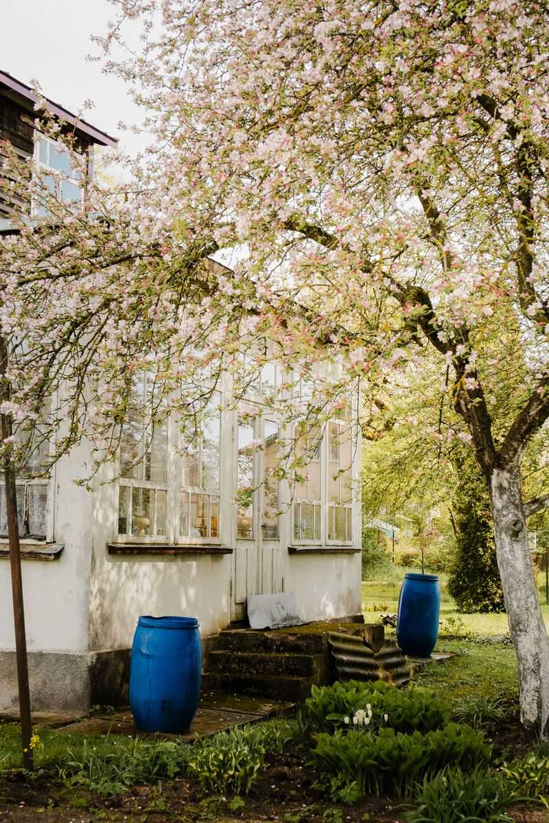 How Rain Barrels Actually Work In A Home Garden Setup