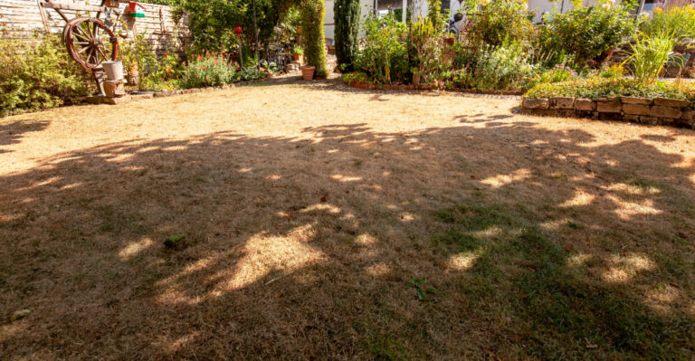 How Seven Months Of Dry Weather Leaves Its Mark On New Jersey Lawns