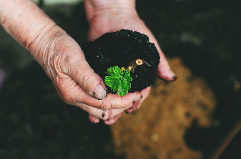 How Soil Health Affects Leaf Scorch Vulnerability