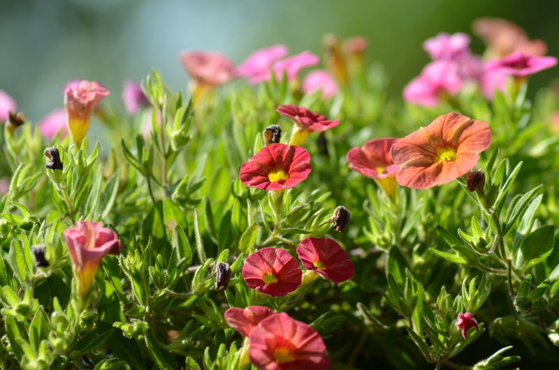How Soil pH Affects Flower Size In Calibrachoa How Soil pH Affects Flower Size In Calibrachoa