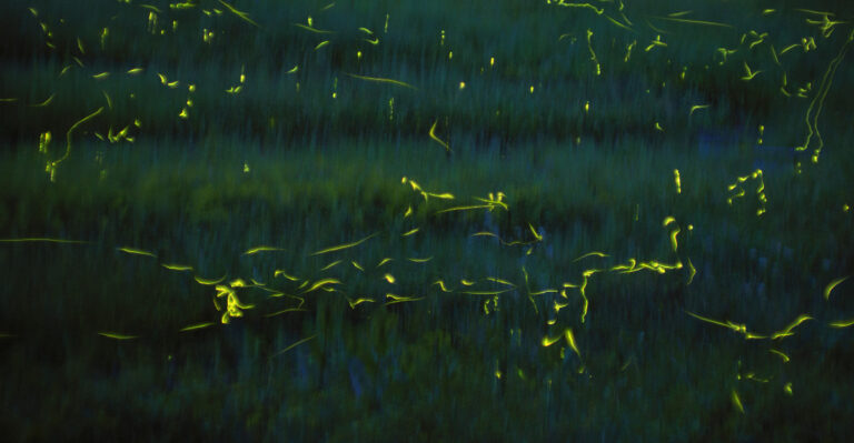 fireflies (featured image)