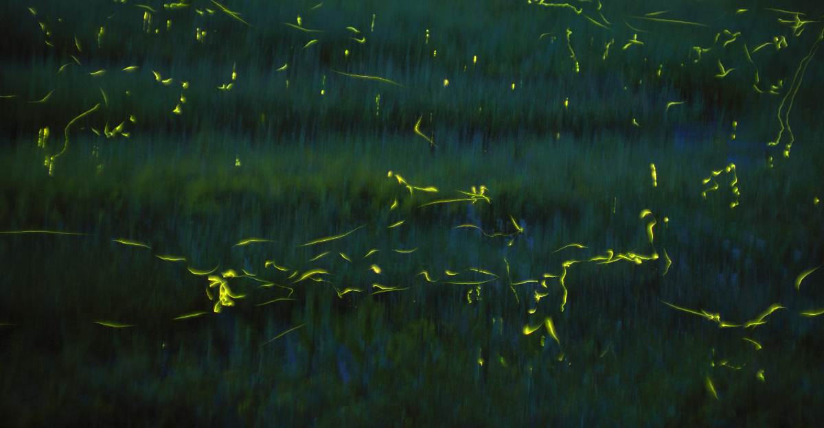 fireflies (featured image)