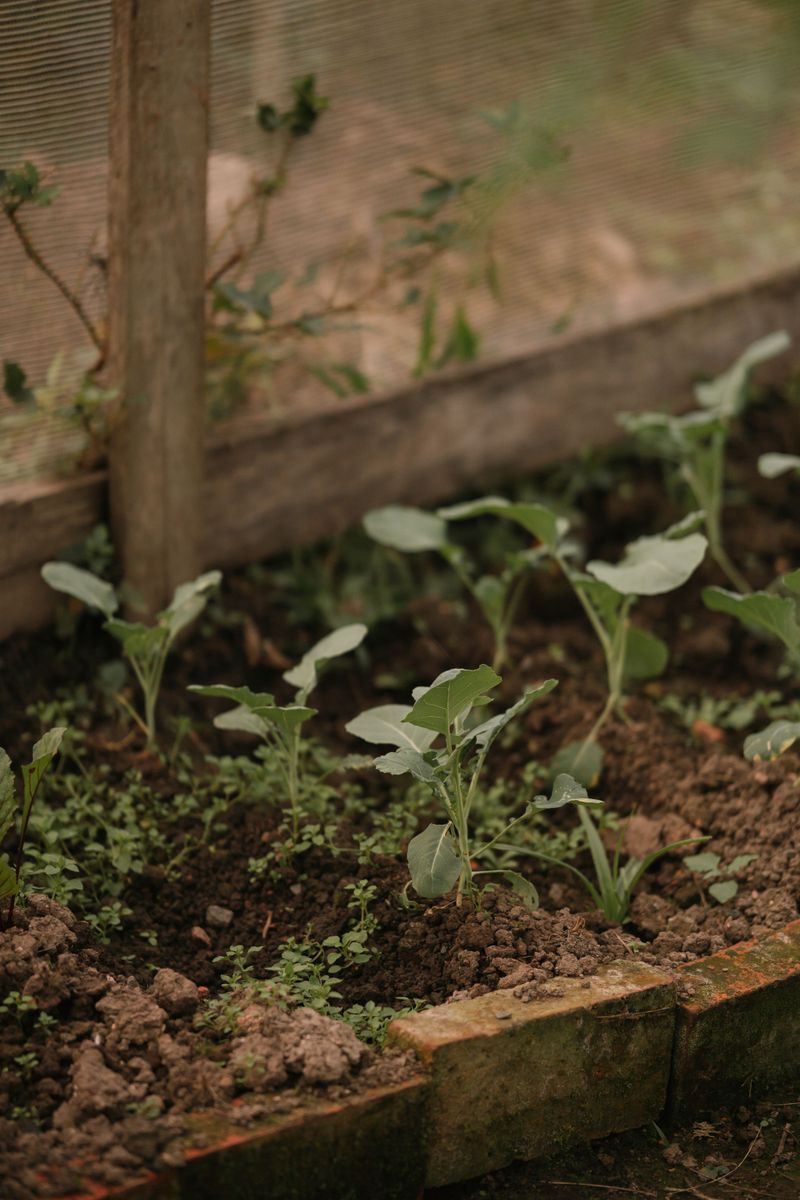 How Tennessee's Climate Shapes Your Broccoli Growing Window How Tennessee's Climate Shapes Your Broccoli Growing Window