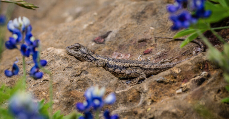 How Texas Gardeners Can Support Spiny Lizards While Managing Ticks