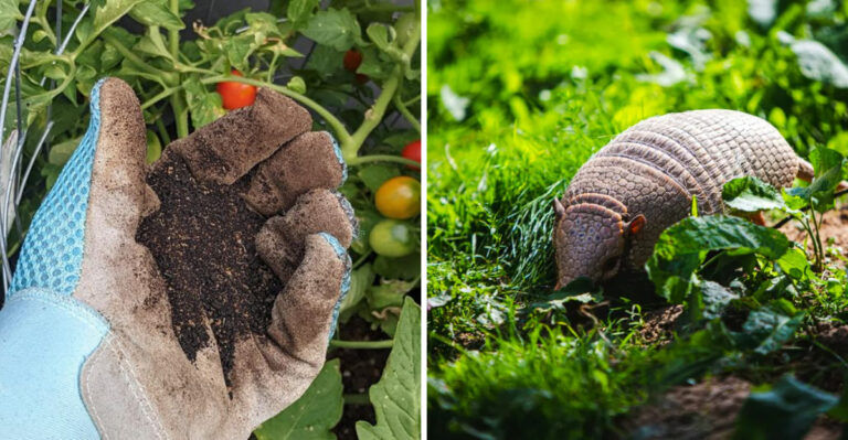 How Texas Homeowners Keep Armadillos From Turning Yards Into Digging Zones