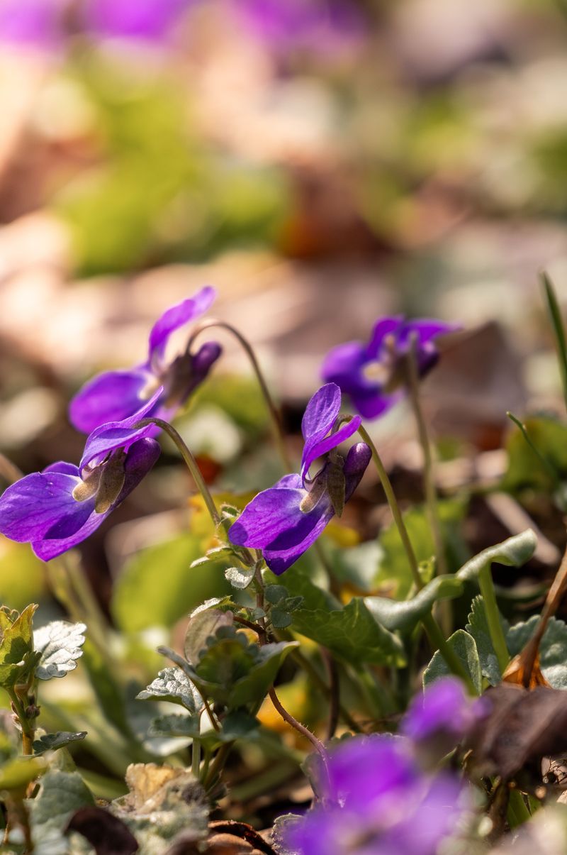 How The Common Blue Violet Spreads Through Grass How The Common Blue Violet Spreads Through Grass