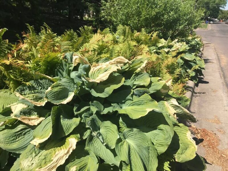 How The Pest Damages Hostas How The Pest Damages Hostas