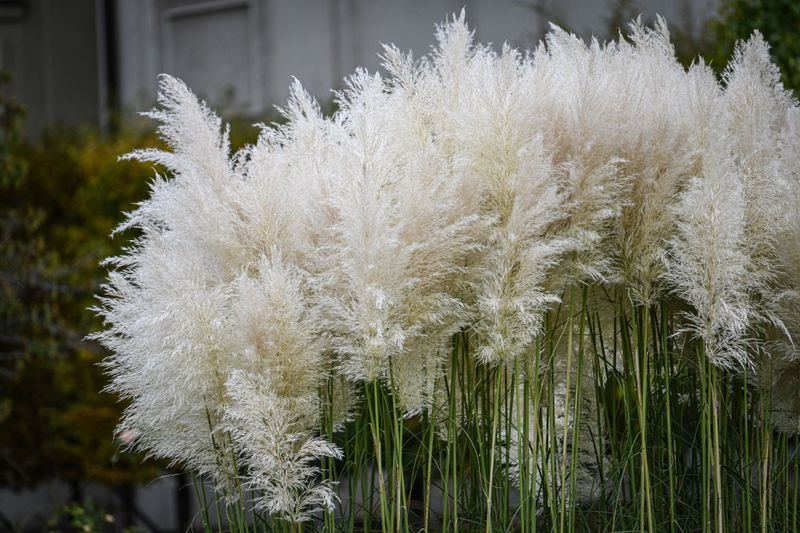 How These Grasses Spread So Quickly How These Grasses Spread So Quickly