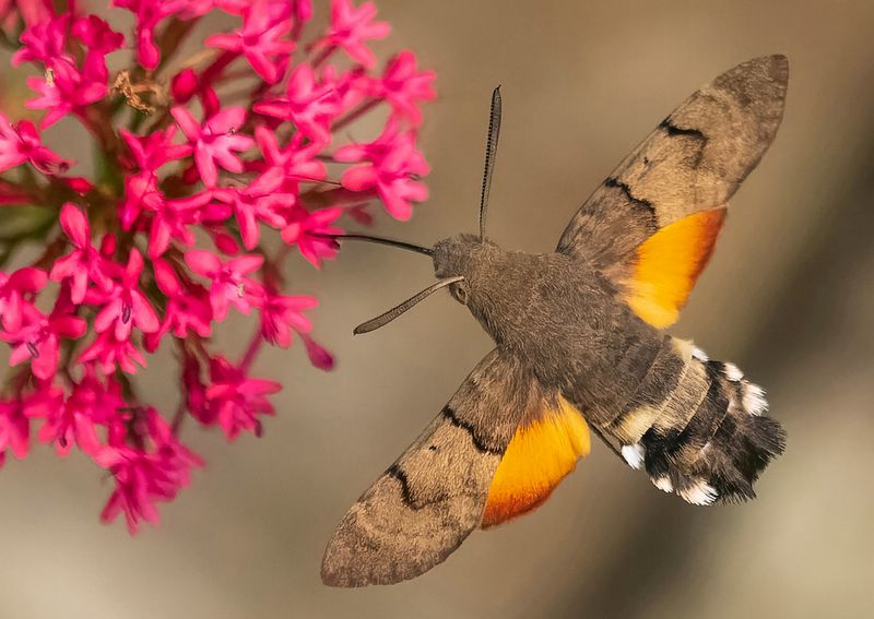 How To Attract And Protect Hawk Moths