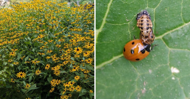 How To Attract Beneficial Predatory Insects To North Carolina Gardens