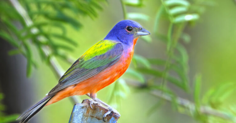 Painted buntings (featured image)