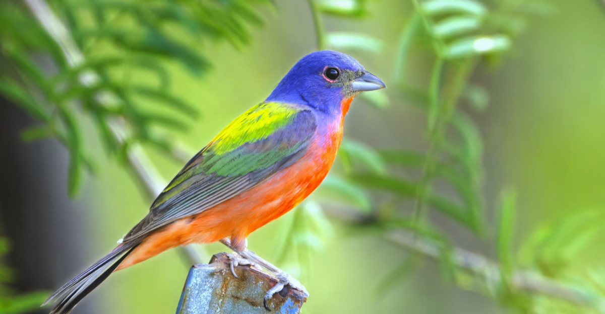 Painted buntings (featured image)