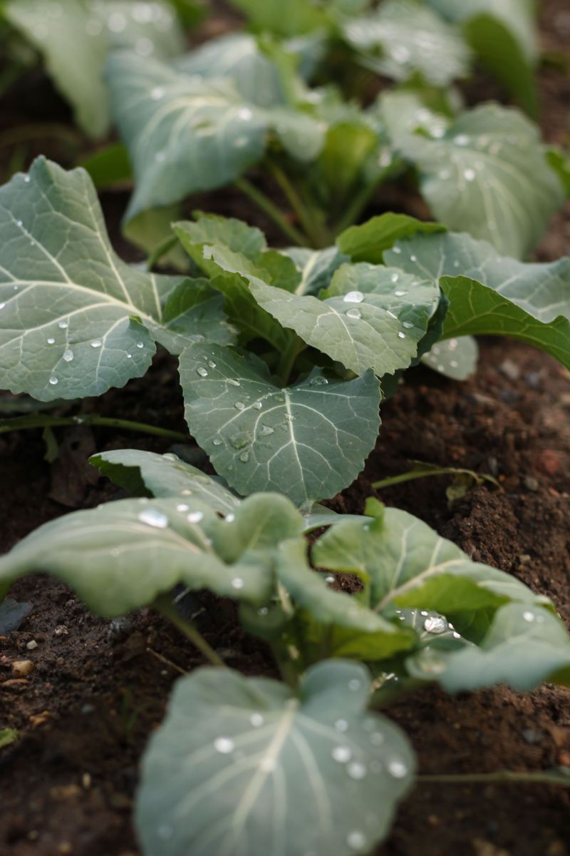 How To Care For Broccoli Plants After Transplanting