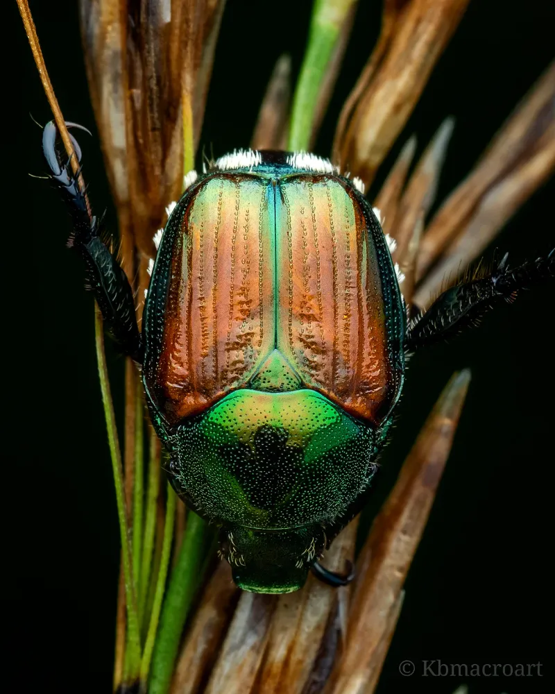 How To Catch A Japanese Beetle Problem Before It Spreads How To Catch A Japanese Beetle Problem Before It Spreads