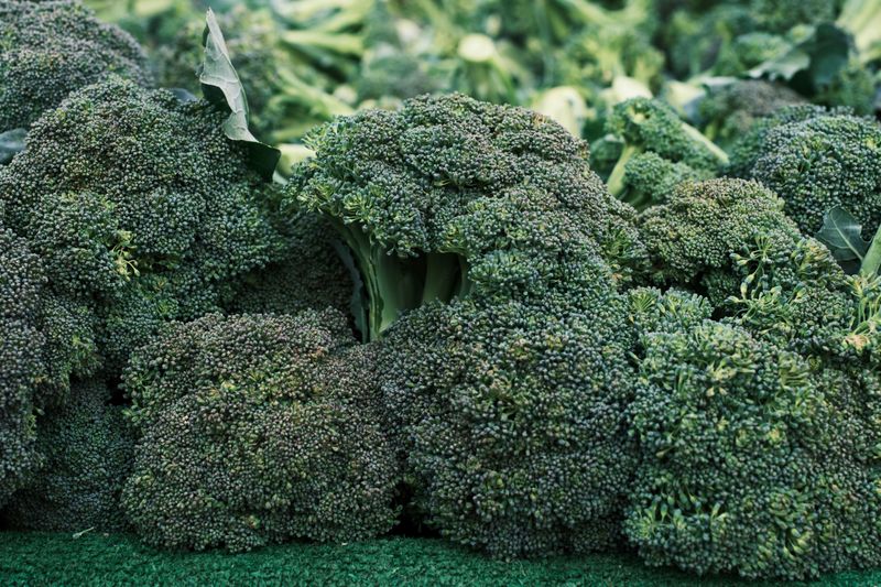 How To Choose The Right Broccoli Varieties For Fall Harvest