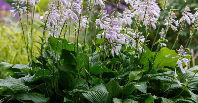 How To Cut Back Oregon Hostas For Stronger Healthier Summer Growth